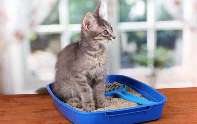 The kitten does not go to the toilet in a big way - how to help him