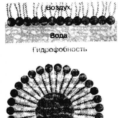 Suv molekulalari orasidagi vodorod aloqalari (nuqta chiziq bilan ko'rsatilgan)